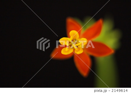 アスクレピアス 2149614