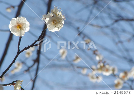 1月 ハクバイ・バラ科111 1月 ハクバイ・バラ科111 2149678