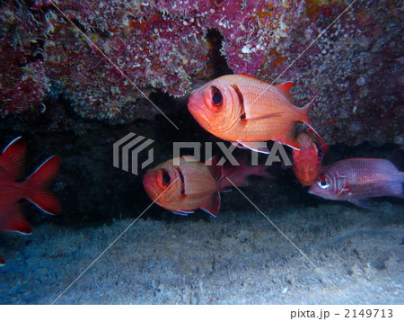 クロオビマツカサ クロオビマツカサ 2149713