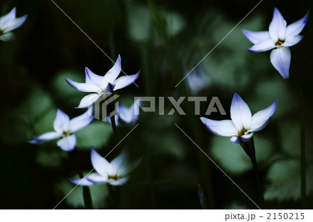 イフェイオン イフェイオン 2150215