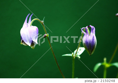 オダマキ 2150248