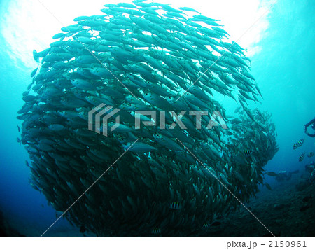 メアジ　アジ　アジ玉　サイパン　オブジャンビーチ 2150961