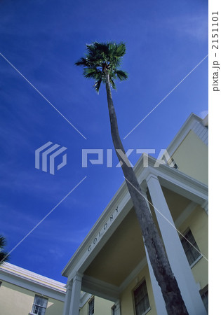 ヤシの木と建物 2151101