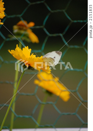 金鶏菊 金鶏菊 2151835
