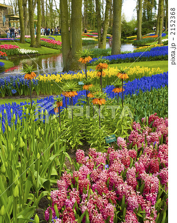 チューリップ キューケンホフ オランダ ガーデニング チューリップ キューケンホフ オランダ ガーデニング 2152368