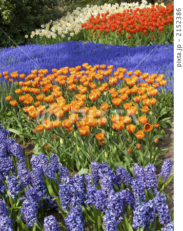 チューリップ　キューケンホフ　ヒアシンス　ガーデニング 2152386