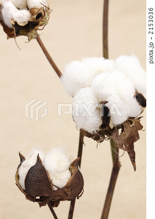 綿の木 綿の木 2153036