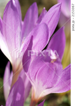 コルチカム コルチカム 2153067