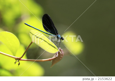 緑の宝石『リュウキュウハグロトンボ♂』2 緑の宝石『リュウキュウハグロトンボ♂』2 2153622