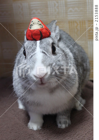 ミニウサギとミニダルマ 2153888