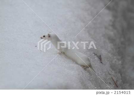 横向きのイイズナ 2154015