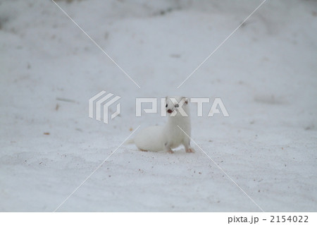 雪の上のイイズナ 2154022