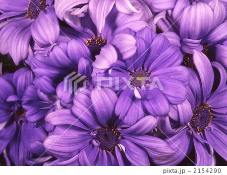 サイネリアの花 2154290