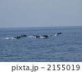 土佐の高知のイルカ（群れ） 2155019