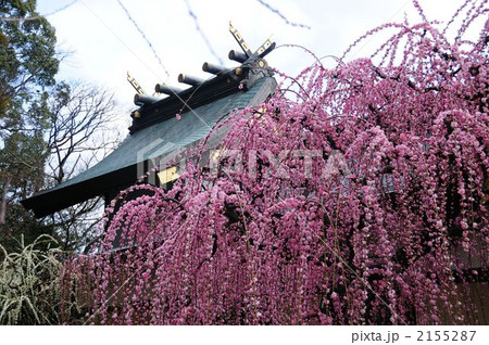結城神社の枝垂れ梅 2155287
