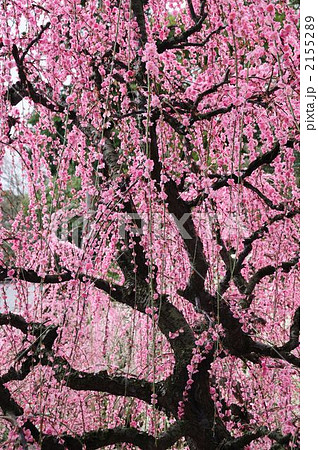 結城神社の枝垂れ梅 2155289