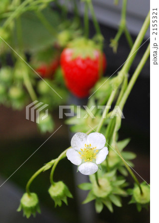 いちごの花 いちごの花 2155321