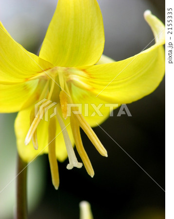 黄花かたくり 黄花かたくり 2155335