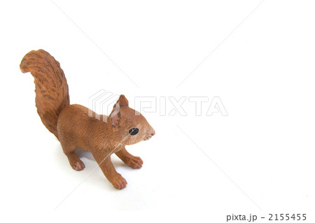 リス真横から 2155455