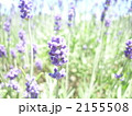ラベンダー 2155508