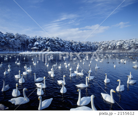 大池の白鳥 2155612