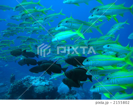 アカヒメジとホウセキキントキ 2155802