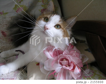 ノルゥエイジャン･フォレス・キャット 2155930