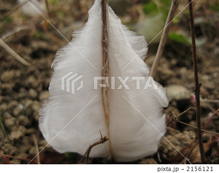 霜柱草 2156121