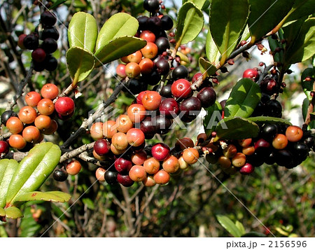 ハマヒサカキの実 ハマヒサカキの実 2156596