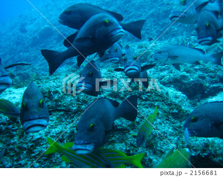 アジアコショウダイ 2156681