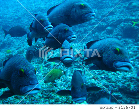 アジアコショウダイ 2156701