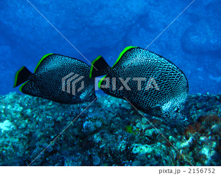小笠原を代表する魚のユウゼン 小笠原を代表する魚のユウゼン 2156752