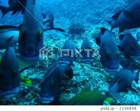 アジアコショウダイ 2156898