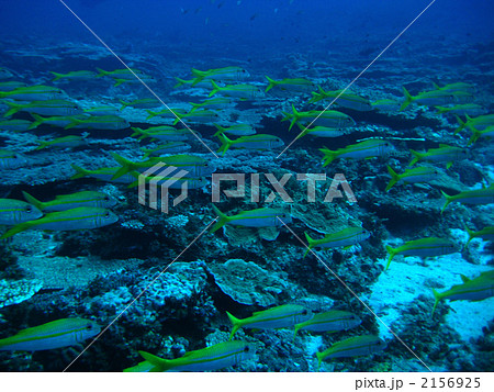 アカヒメジ 2156925