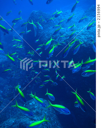 ウメイロ ウメイロ 2156994