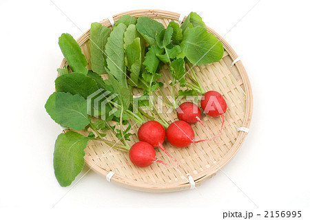 ざるの上のハツカダイコン ざるの上のハツカダイコン 2156995