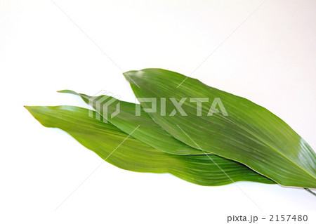 葉蘭 葉蘭 2157480