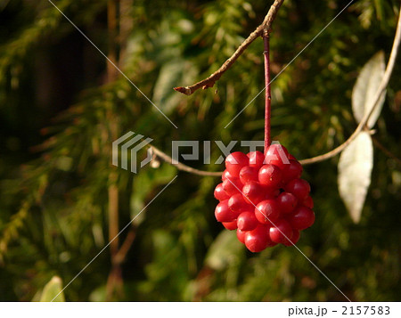 サネカズラ 2157583