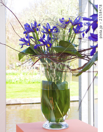 球根アイリス　キューケンホフ　オランダ 2158478