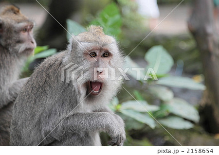 サルの叫びの写真素材