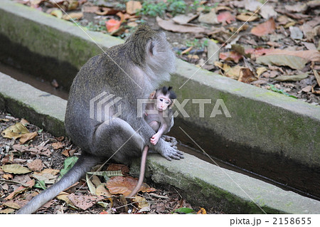 サルの親子 2158655