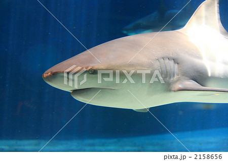 サメ 2158656