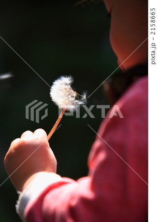 タンポポの種 2158665