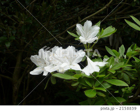 ツツジ ツツジ 2158839