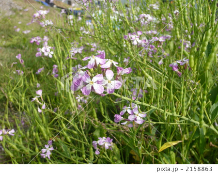 ハマダイコン 2158863