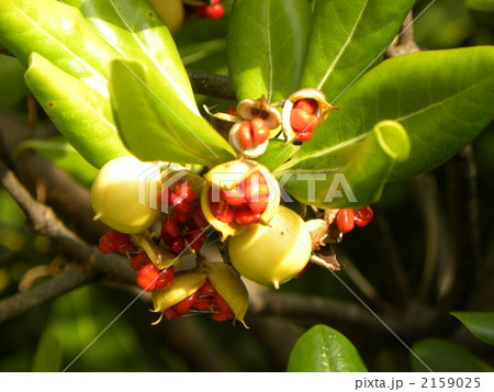 秋に緑の実が弾けて真っ赤な種を出したトベラ 2159025