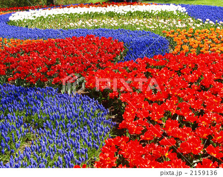 チューリップ　キューケンホフ公園　花壇　オランダ 2159136