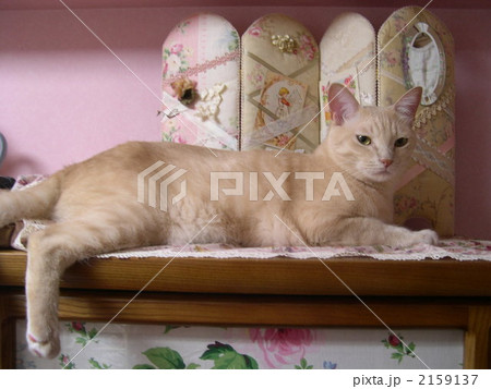 きりりっ！ 2159137