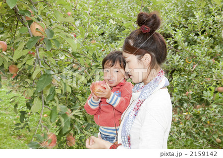 りんご狩り 2159142