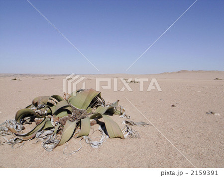 ナミブ砂漠 2159391